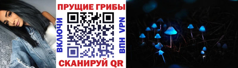 Купить где  Злынка  Галлюциногенные грибы Psilocybe 